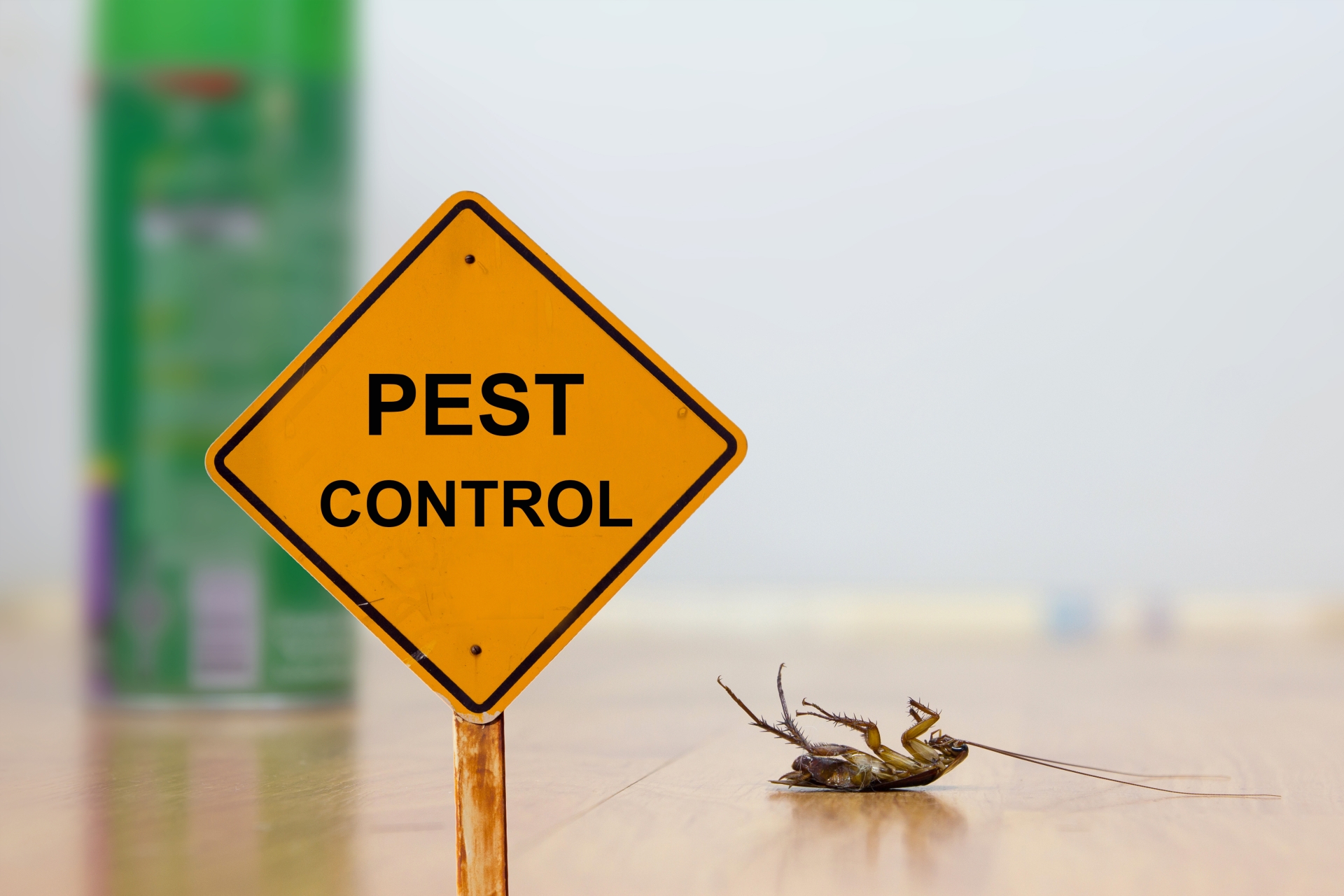 24 Hour Pest Control, Pest Control in Tadworth, Kingswood, Mogador, KT20. Call Now 020 8166 9746