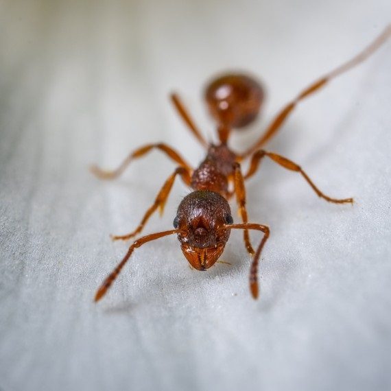Field Ants, Pest Control in Tadworth, Kingswood, Mogador, KT20. Call Now! 020 8166 9746
