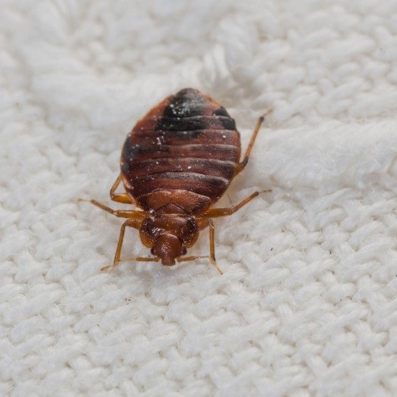 Bed Bugs, Pest Control in Tadworth, Kingswood, Mogador, KT20. Call Now! 020 8166 9746