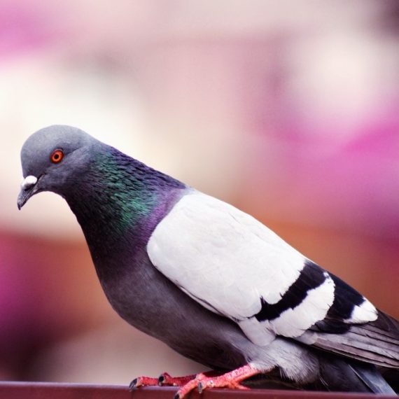 Birds, Pest Control in Tadworth, Kingswood, Mogador, KT20. Call Now! 020 8166 9746