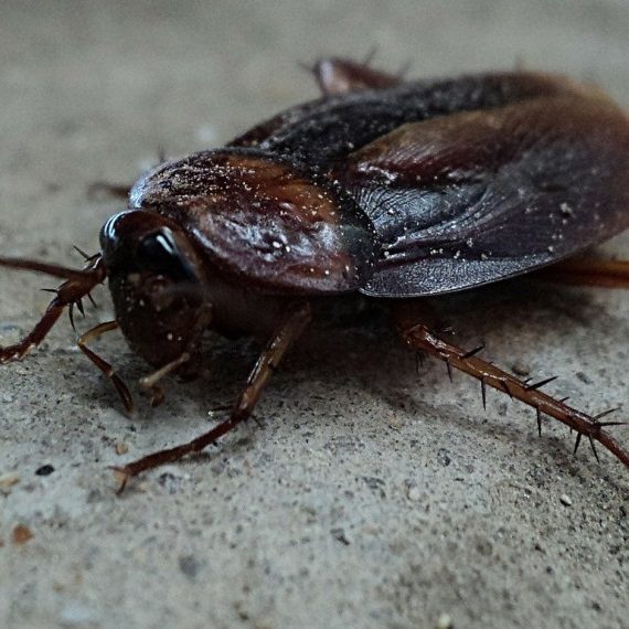 Cockroaches, Pest Control in Tadworth, Kingswood, Mogador, KT20. Call Now! 020 8166 9746