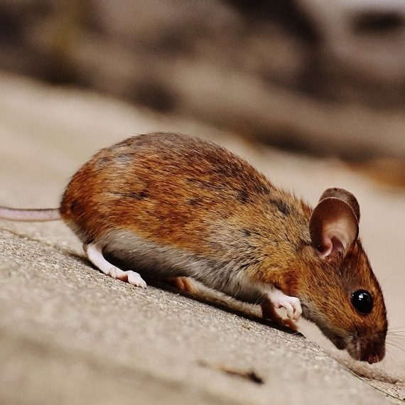 Mice, Pest Control in Tadworth, Kingswood, Mogador, KT20. Call Now! 020 8166 9746