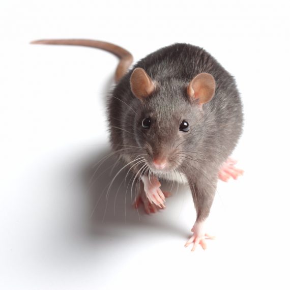 Rats, Pest Control in Tadworth, Kingswood, Mogador, KT20. Call Now! 020 8166 9746
