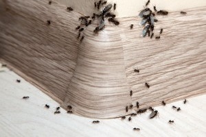 Ant Control, Pest Control in Tadworth, Kingswood, Mogador, KT20. Call Now 020 8166 9746