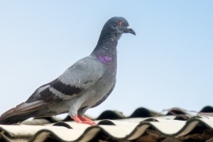 Pigeon Control, Pest Control in Tadworth, Kingswood, Mogador, KT20. Call Now 020 8166 9746