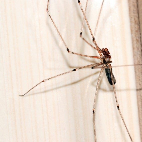 Spiders, Pest Control in Tadworth, Kingswood, Mogador, KT20. Call Now! 020 8166 9746