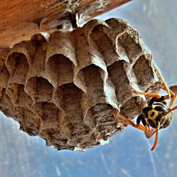 Wasps Nest, Pest Control in Tadworth, Kingswood, Mogador, KT20. Call Now! 020 8166 9746