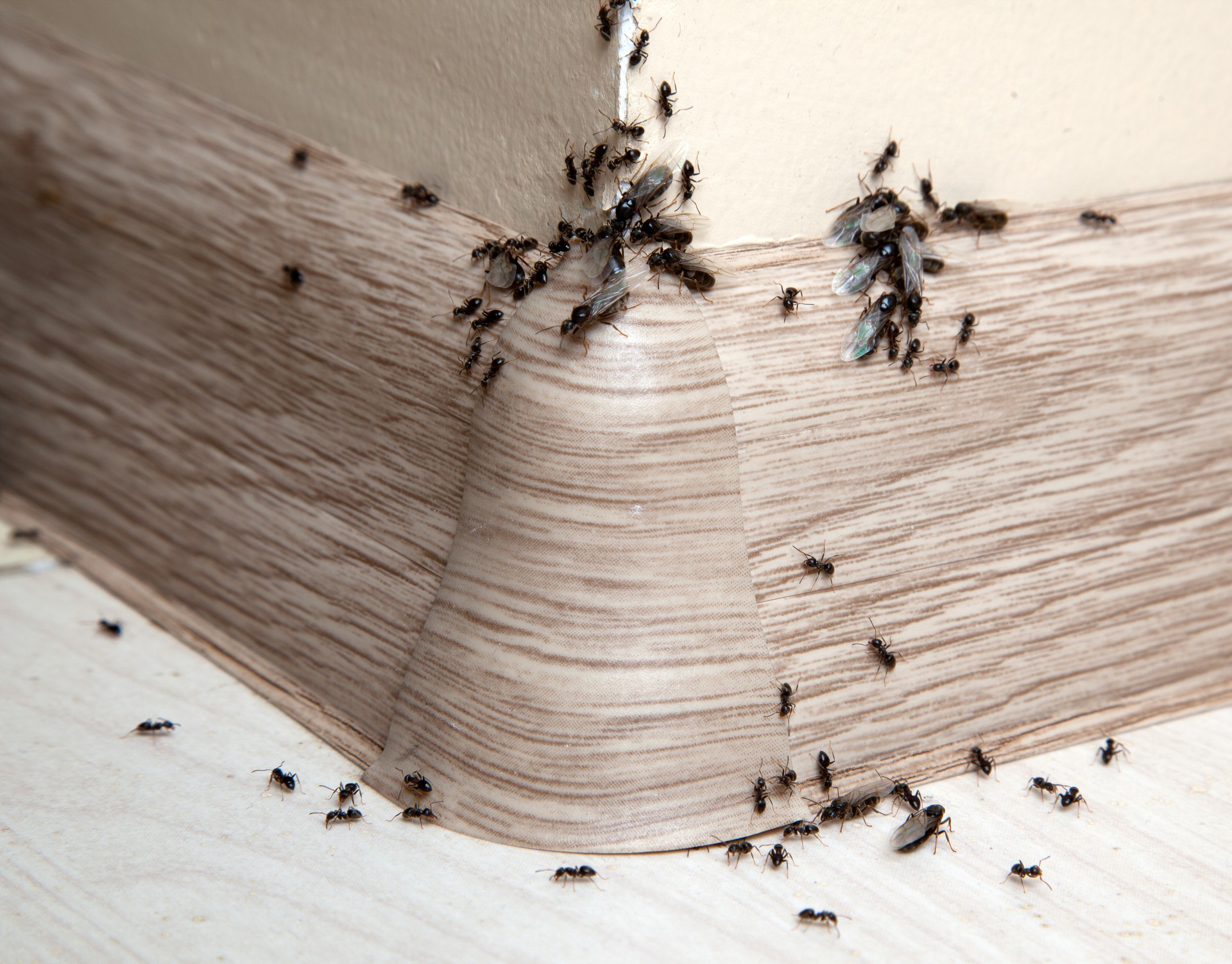 Ant Infestation, Pest Control in Tadworth, Kingswood, Mogador, KT20. Call Now 020 8166 9746
