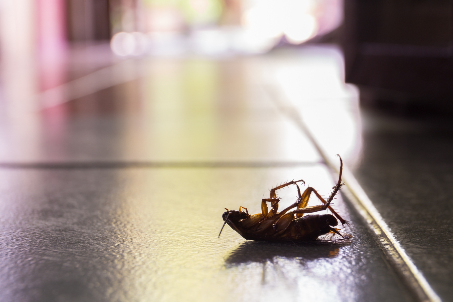 Cockroach Control, Pest Control in Tadworth, Kingswood, Mogador, KT20. Call Now 020 8166 9746