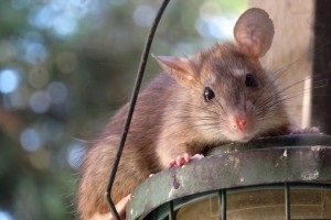 Rat extermination, Pest Control in Tadworth, Kingswood, Mogador, KT20. Call Now 020 8166 9746