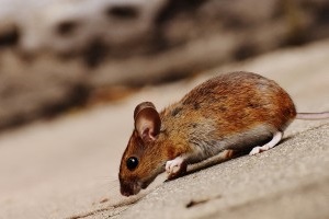 Mice Control, Pest Control in Tadworth, Kingswood, Mogador, KT20. Call Now 020 8166 9746