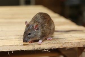 Rodent Control, Pest Control in Tadworth, Kingswood, Mogador, KT20. Call Now 020 8166 9746